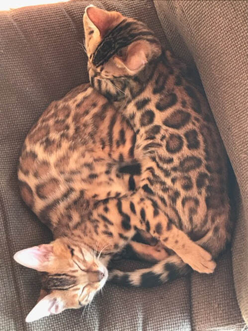 Bengaltime Cattery, Registered Bengals for Sale