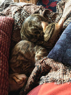 Registered Bengal Kittens in new home