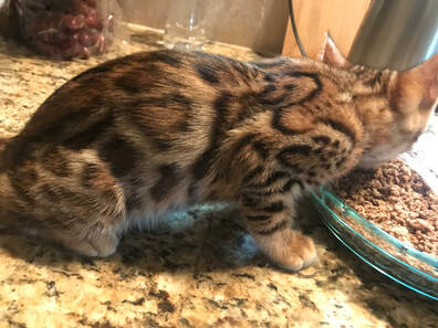 Bengal kitten eating food rich in Taurine at Registered Bengals / Bengaltime cattery.