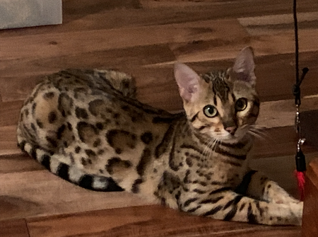 average price for a bengal cat