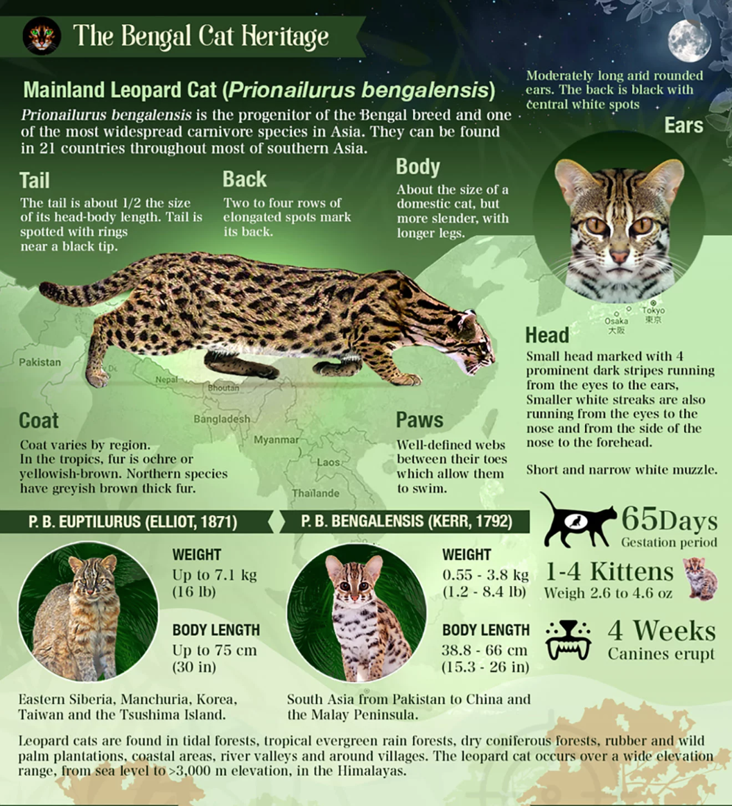 The Asian Leopard Cat - REGISTERED BENGALS