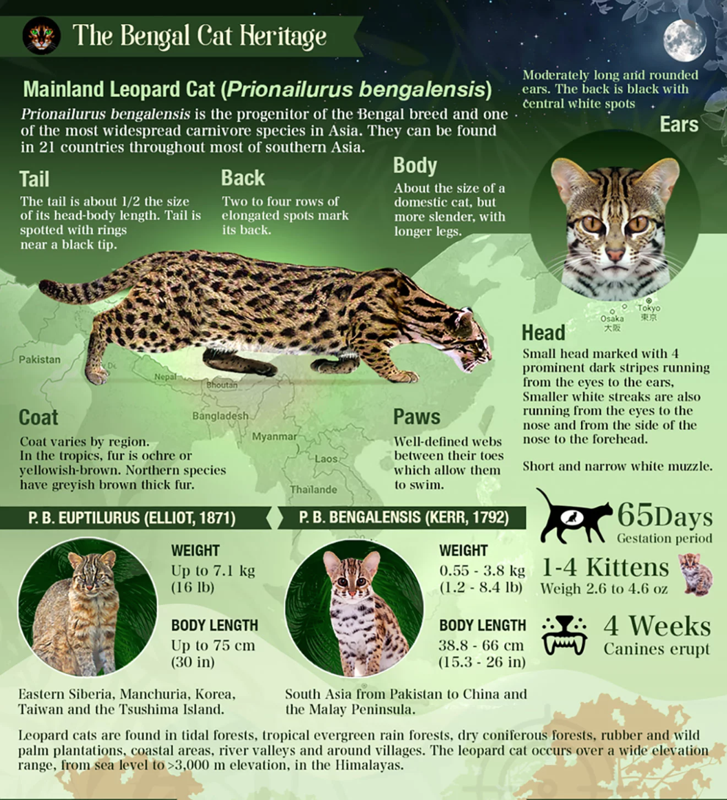 asian leopard cat breeders