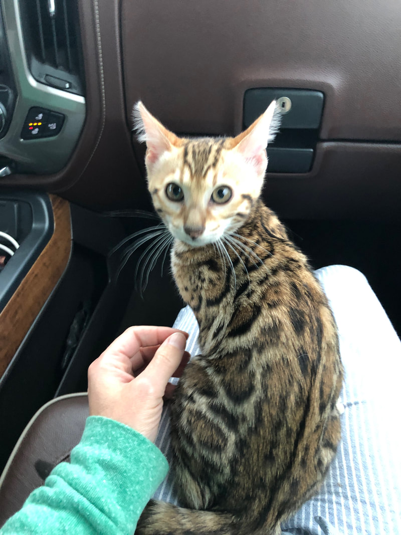 Headed home in Indianapolis, Registeredbengals.com