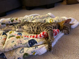 Bengaltime Roma on his first night in his new home, Bengal kittens for Sale in Portland