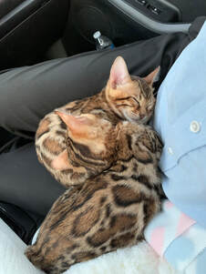 Rosie and Phili travel to new home in Indiana Registeredbengals.com