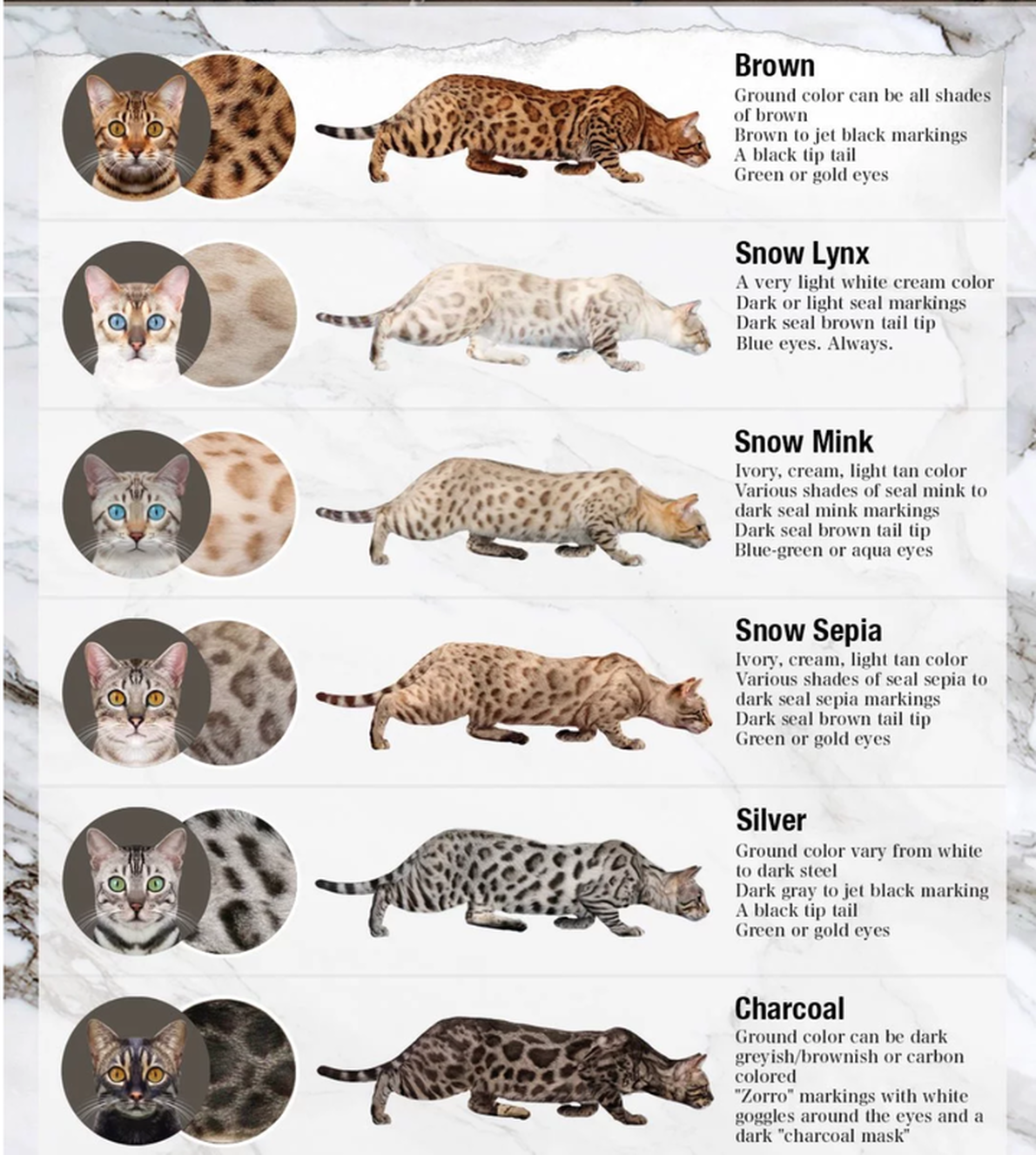 Cat Coat Color Chart