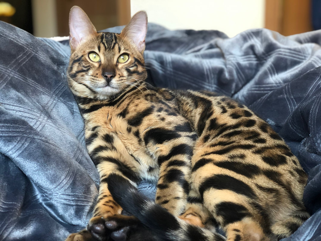 Bengaltimecattery.com  Toby