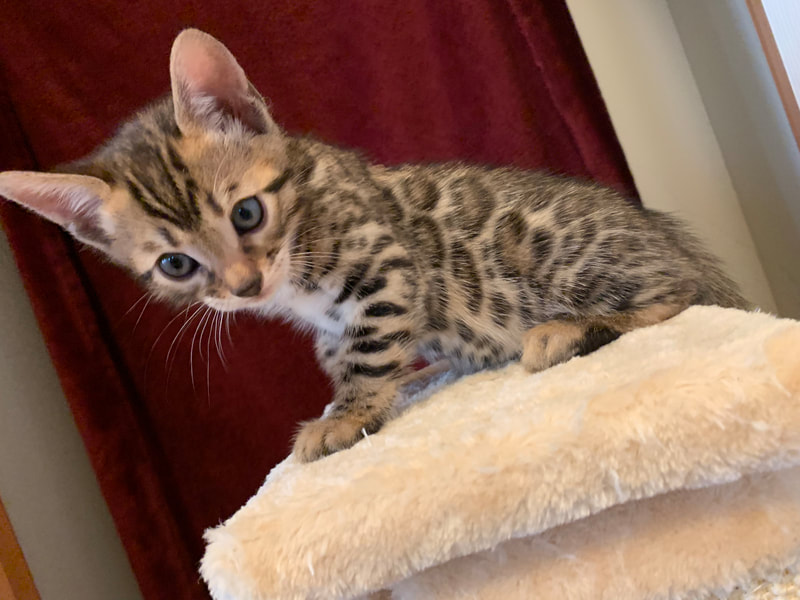 Bengal kittens Available - REGISTERED BENGALS