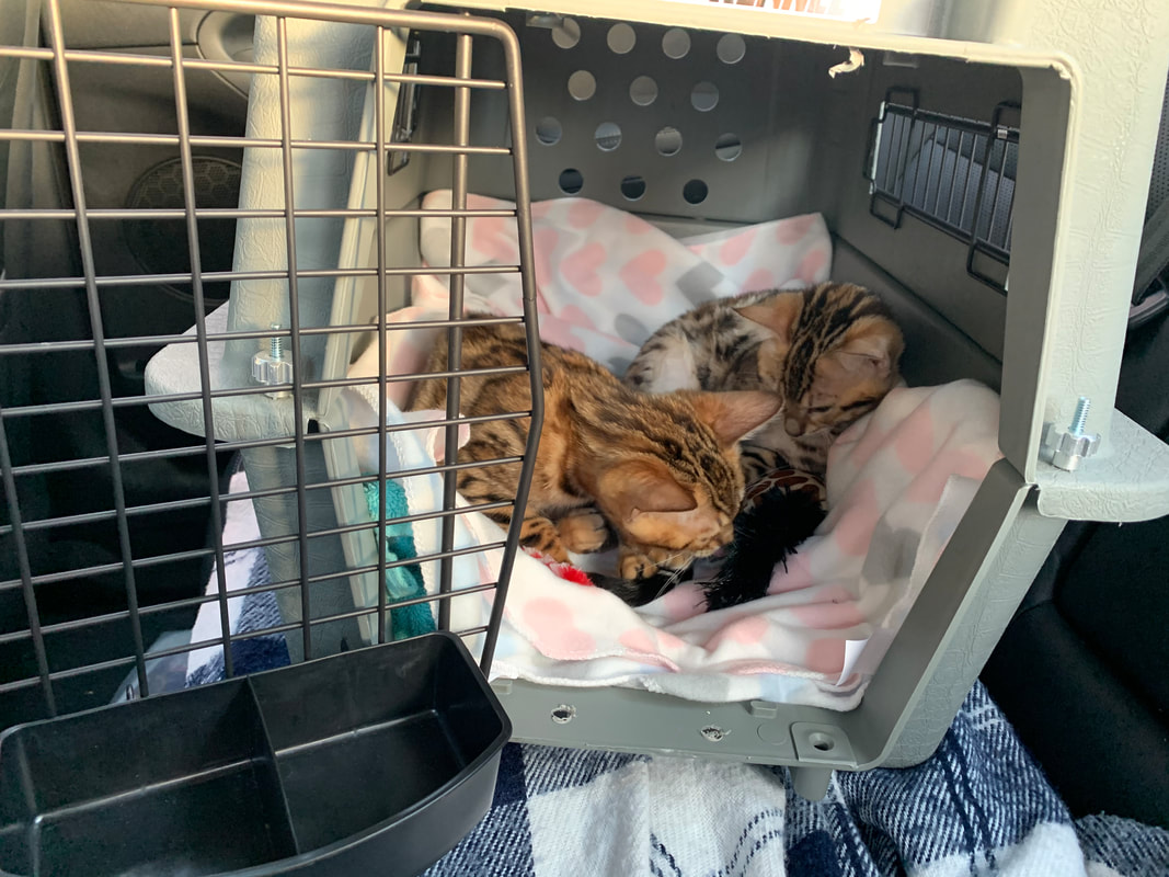 Rosie and Phili travel to new home in Indiana Registeredbengals.com