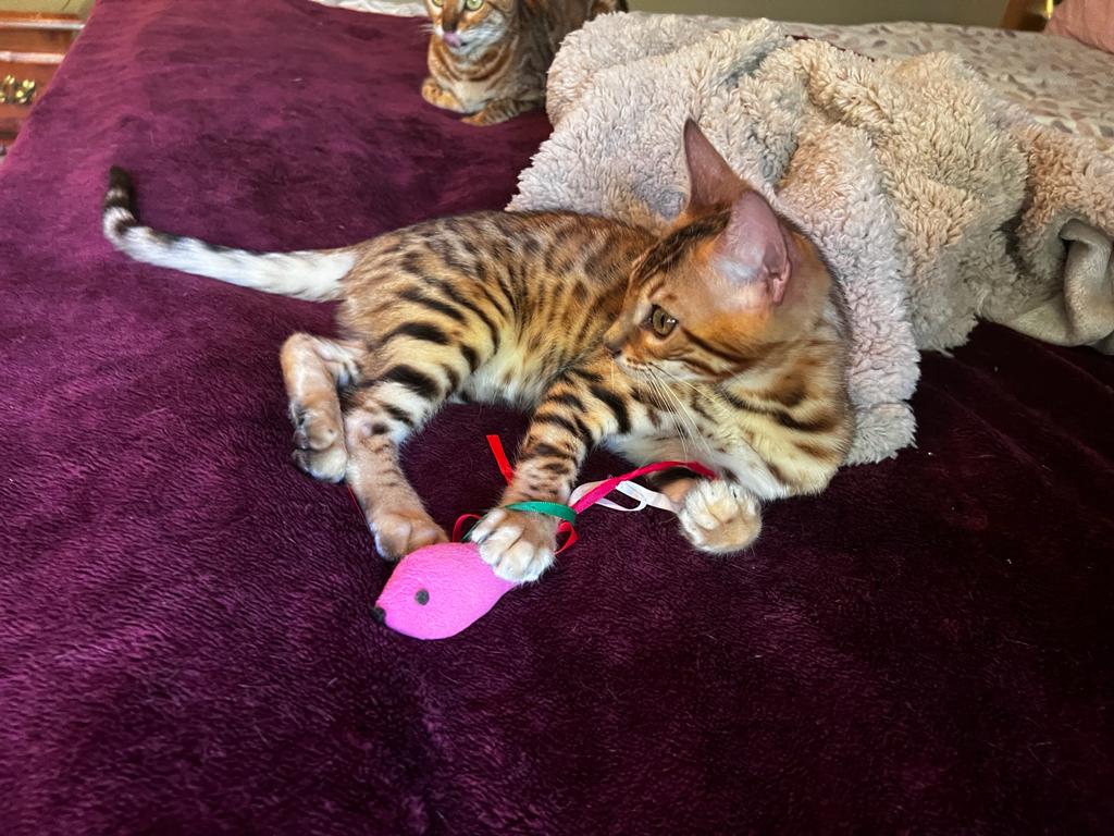 Kittens - REGISTERED BENGALS