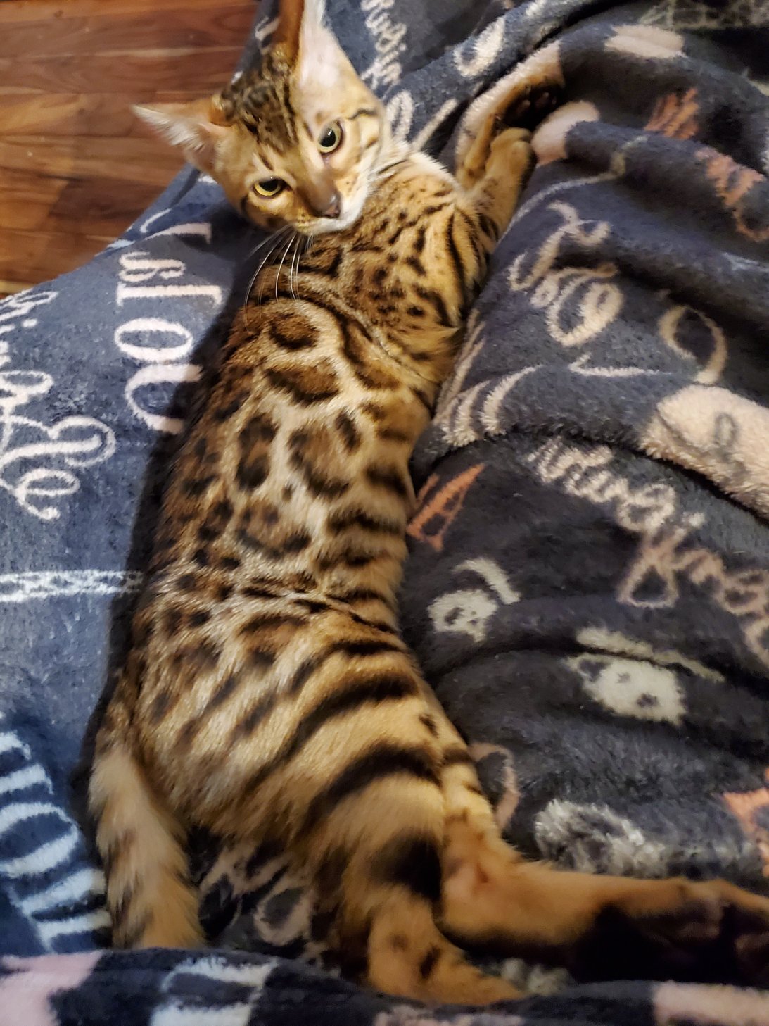 Registered Bengal Kitten in Seattle
