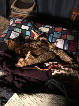 Bengal Kittens for Sale, Leo and Nala in Portland