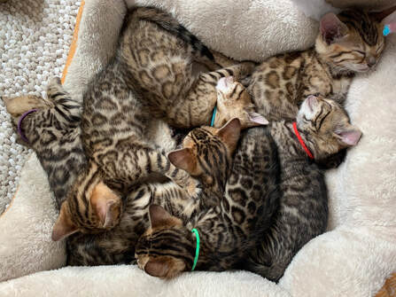 Bengaltimecattery.com Kittens