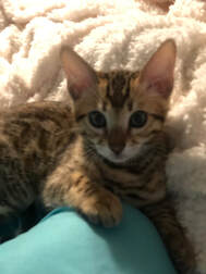 Bengaltime Dima in his new home. Registered Bengal Kittens Available