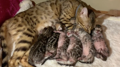 Litter of 7 Bengal Kittens born on 7-15-19 at Registered Bengals - Bengaltime Cattery in Washington State, We Ship.