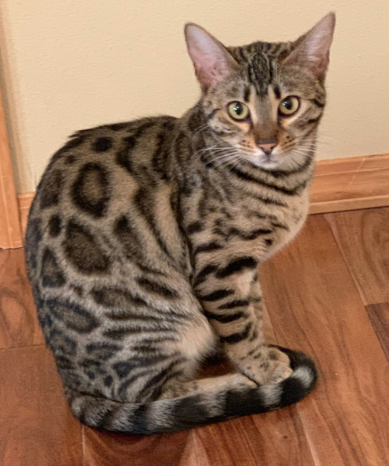 owning a bengal cat