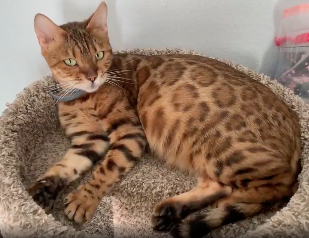 Bengal Kittens For Sale Registered Bengals