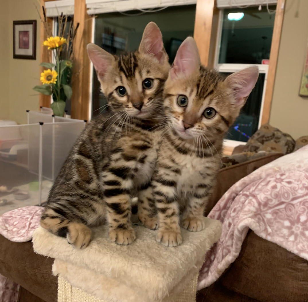 Bengal Cat for sale - Pedigree Hypoallergenic Cat - TICA Breeder