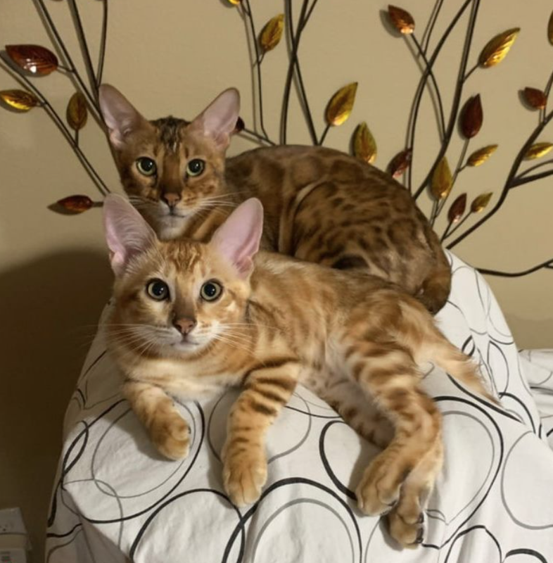 Bengal Cat for sale - Pedigree Hypoallergenic Cat - TICA Breeder