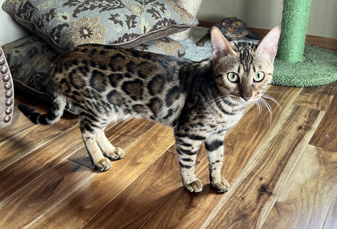 Kittens - REGISTERED BENGALS