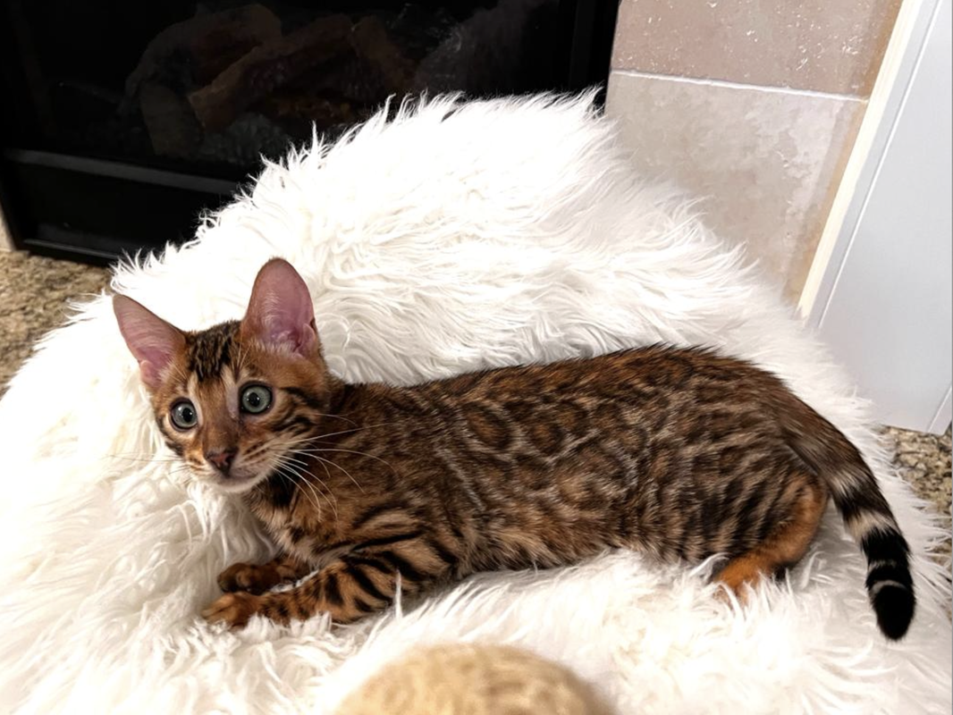 Kittens - REGISTERED BENGALS