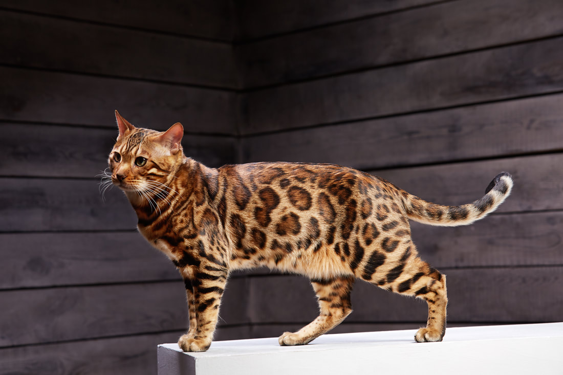 Bengal Cat Breed Information Characteristics Daily Paws